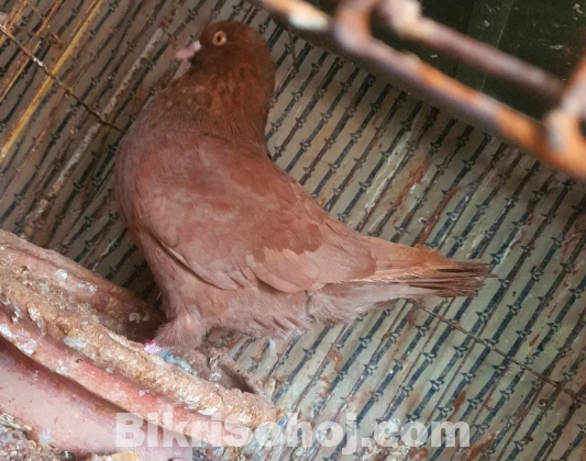 কিং কবুতর ৯ পরের নর কিং কবুতর অরিজিনাল